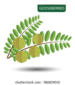 Gooseberries, fruit vector illustration