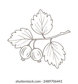 Gooseberries on branch with leaves and ripe berries, contour drawing isolated on white background.