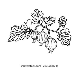 Gooseberries. Yoshta. Fruits. Contour drawing. Coloring book for children. Icon. White background.  Concept for design, teaching, printing, for web design. Also used for stickers, templates, stencils.