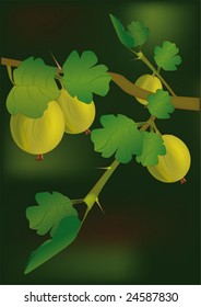 gooseberry