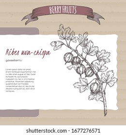 Gooseberry aka Ribes uva-crispa branch sketch on cardboard background. Berry fruits series. Great for traditional medicine, perfume design, cooking or gardening.