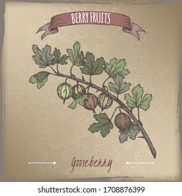 Gooseberry aka Ribes uva-crispa branch color sketch on vintage background. Berry fruits series. Great for traditional medicine, perfume design, cooking or gardening.
