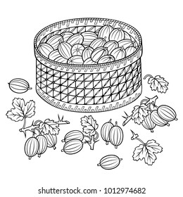 Gooseberry in basket. Cartoon vector hand drawn abstract illustration