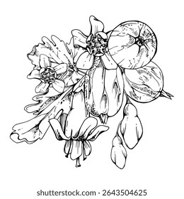 Gooseberry sino flor brotos folhas, amoras de jardim maduro groselha cassetete huckleberry jostaberry, mão desenhada em tinta vetorial. Ilustração isolada de boutonniere. Para papelaria de casamento, mercado de agricultores