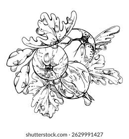 Gooseberry berries leaves flower buds in water dew drops, ripe garden Currant huckleberry casseille jostaberry. Isolated botanical illustration, hand drawn in vector ink. For cafe menu, farmers market