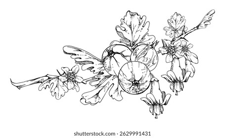 Gooseberry berries leaves flower buds hanging on thorny branch, ripe garden juneberry casseille currant. Cut out botanical illustration vector ink hand drawn. Home preserves cookbook, farmer calendar
