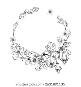 Baies de groseille feuilles boutons de fleurs accrochés sur une branche épineuse, Image vectorielle encre couronne dessinée à la main. Jardin mûr juneberry cassis. Découpez illustration botanique. Accueil conserve livre de cuisine, fleuriste