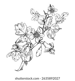 Gooseberry berries leaves flower buds on thorny branch, ripe garden juneberry casseille currant. Cut out botanical illustration vector ink hand drawn. Home preserves cookbook, seasonal farmer calendar