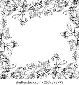 Gooseberry berries leaves flower buds on thorny branch, vector ink hand drawn. Ripe garden juneberry casseille currant. Isolated square border frame illustration. Preserves cookbook, farmer calendar