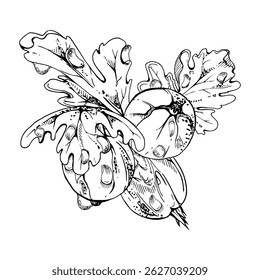 Gooseberry berries leaves in water dew drops, ripe garden Currant huckleberry casseille jostaberry. Isolated botanical illustration, hand drawn in vector ink. For restaurant, cafe menu, farmers market