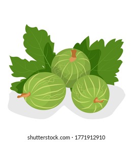 Gooseberry berries on a white background. Tasty appetizing ripe berries, dessert. Vector illustration