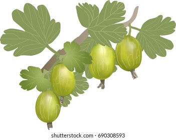 gooseberry with berries on a white background