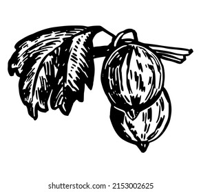 Gooseberry berries twig clipart. Summer edible harvest. Hand drawn vector botany illustration. Retro engraving style drawing isolated on white background.
