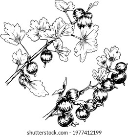 Gooseberry berries vector graphic illustration print textile patern seamless fruit jam juice summer harvest engraving style