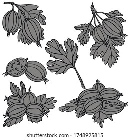 Vector de línea negra Gooseberry