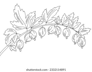 Gooseberry berry graphic branch black white isolated sketch illustration vector