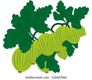 Gooseberry branch with leaves on a white background
