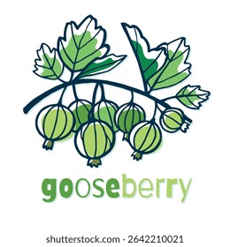 Gooseberry branch with leaves on white background. Organic summer berries for healthy eating. Vector illustration in doodle style