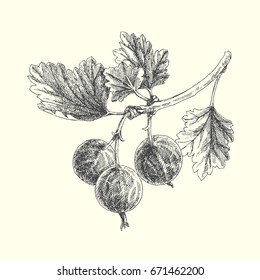 Gooseberry branch. Vintage botanical illustration of branch with berries and leaves isolated on white. Sketch style.