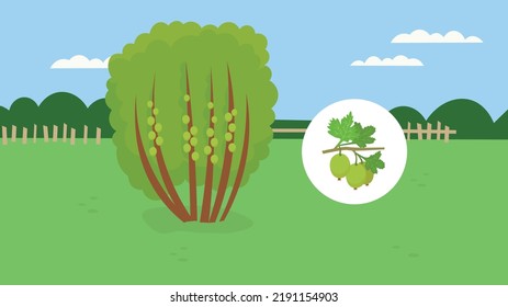 gooseberry bush on the background of nature