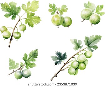 Clíparte de Gooseberry, ilustración vectorial aislada.