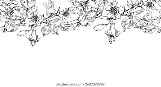 Gooseberry Currant with bell flower buds on branch, leaves, hanging ripe garden casseille berry jostaberry. Hand drawn in vector ink. Isolated seamless banner border garland. Cafe menu, farmers market