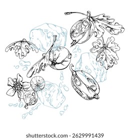 Gooseberry Currant berry flying in water splash green leaves flowers, ice cubes, dew drops, ripe garden juneberry casseille jostaberry. Isolated illustration hand drawn in vector ink. Drinks, grocery