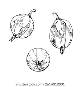 Gooseberry Currant fruit hand drawn in vector ink, garden berry huckleberry jostaberry juneberry casseille. Botanical isolated closeup realistic illustration. Cafe menu, farmers market, organic food