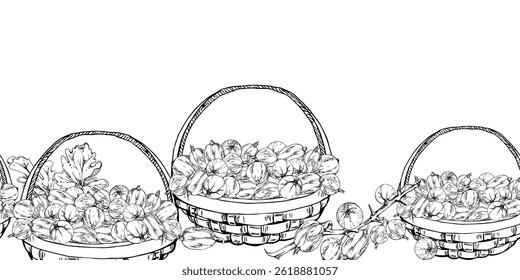 Gooseberry Currant with leaves in weaved basket, hand drawn in vector ink, scattered ripe picked berry harvest. Isolated seamless banner. Dessert cafe menu, cookbook, craft farmers market, gardening