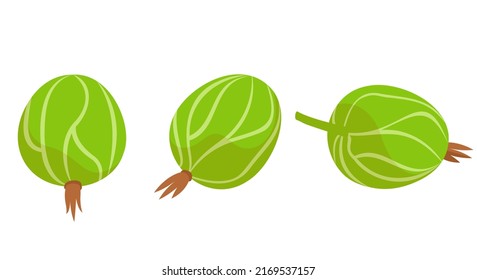 Gooseberry in different angles. Berry in cartoon style.