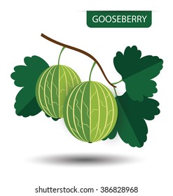 gooseberry, fruit vector illustration