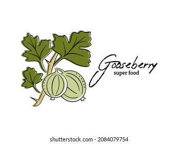Gooseberry fruit vector menu design templates. Vector fruit illustration with hand drawn doodles for greeting card, banner. With space for text 