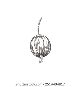 Groselhas. Ilustração vetorial desenhada à mão em estilo preto e branco. Este esboço botânico sobre fundo isolado serve como um elemento para o design do tema.