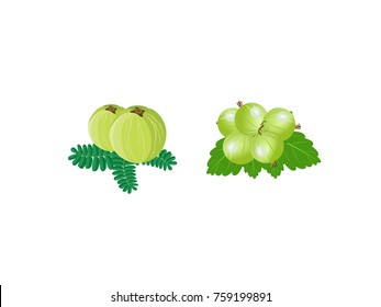 Gooseberry Fruits with Leaves Vector Image