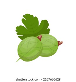 Gooseberry, garden berry vector illustration. Cartoon sweet green fruit and leaf, isolated ripe sweet gooseberries, summer natural raw food ingredient with vitamins and organic agriculture product