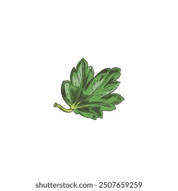 Gooseberry. Green small leaf with thin veins, textured. Thin branch. Shrub plant. Sketch. Design element. Hand drawn. Vector illustration isolated on white background.