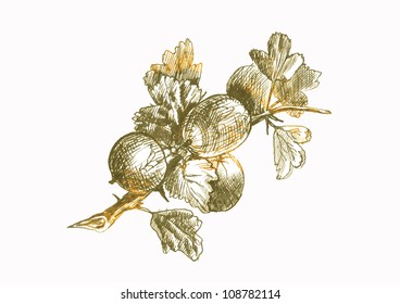 gooseberry - hand drawing converted to a vector
