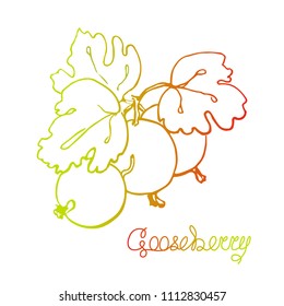 Gooseberry. Hand drawn, line graphic element,stylized sketch,gradient