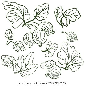 Gooseberry hand drawn vector illustration. Sketch berries and leaves drawing on white background.