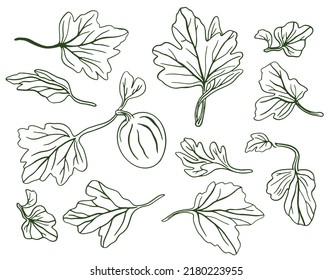 Gooseberry hand drawn vector illustration. Sketch berries and leaves drawing on white background.