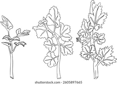 Gooseberry hand drawn vector illustration. Dewberry sketch line berries and leaves drawing on white background