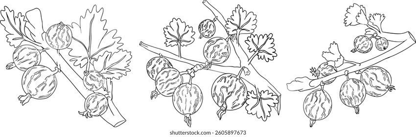 Gooseberry hand drawn vector illustration. Dewberry sketch line berries and leaves drawing on white background