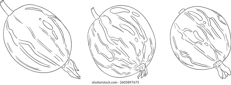 Gooseberry hand drawn vector illustration. Dewberry sketch line berries and leaves drawing on white background