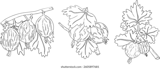 Gooseberry hand drawn vector illustration. Dewberry sketch line berries and leaves drawing on white background