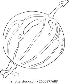 Gooseberry hand drawn vector illustration. Dewberry sketch line berries and leaves drawing on white background