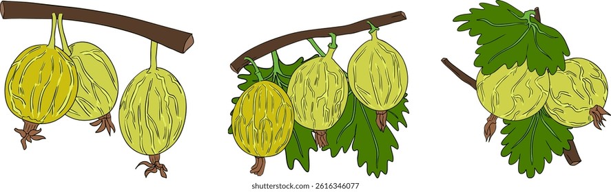 Gooseberry hand drawn vector illustration. Dewberry colored berries and leaves drawing on white background
