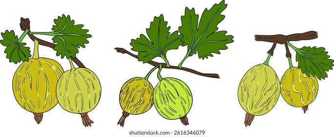 Gooseberry hand drawn vector illustration. Dewberry colored berries and leaves drawing on white background