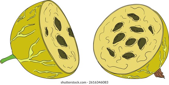 Gooseberry hand drawn vector illustration. Dewberry colored berries and leaves drawing on white background
