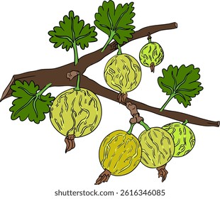 Gooseberry hand drawn vector illustration. Dewberry colored berries and leaves drawing on white background
