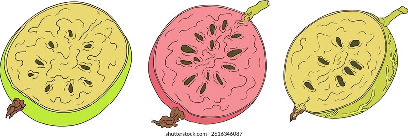 Gooseberry hand drawn vector illustration. Dewberry colored berries and leaves drawing on white background